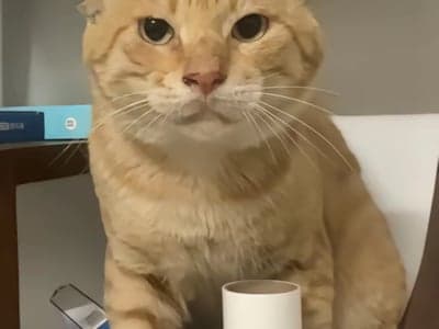 爱猫模拟器