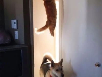 幽灵黏人小猫（兽人）缠上我了？！！！