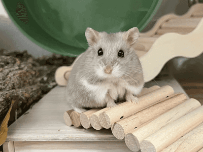 鼠鼠模拟器