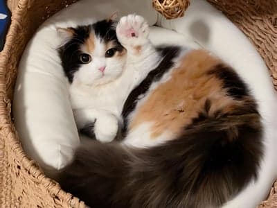 猫猫模拟器