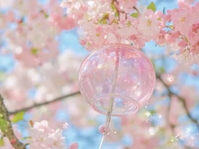 ㋂🌸追着樱花盛开的方向🚦