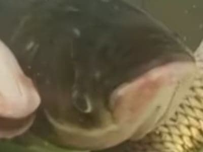 和鳙鱼(胖头鱼)一起冒险吧 