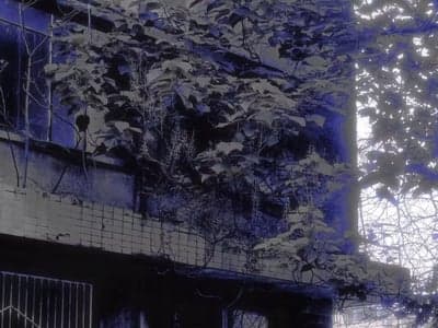 ch五常模拟器（all英版）