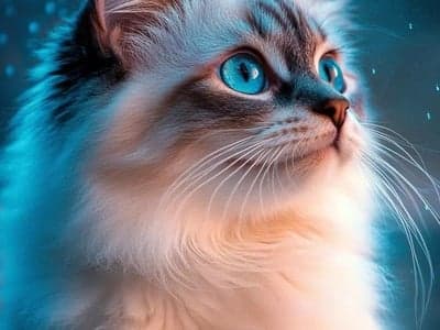 🙀‼️我是猫⁉️【会跳钢管舞的💔我他喵是人‼️】
