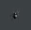 Spider_12_29