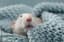Rat