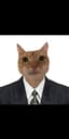 Don_gatto07