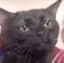 Big_Black_cat
