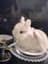 tired_rabbit