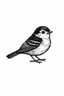 littlebird